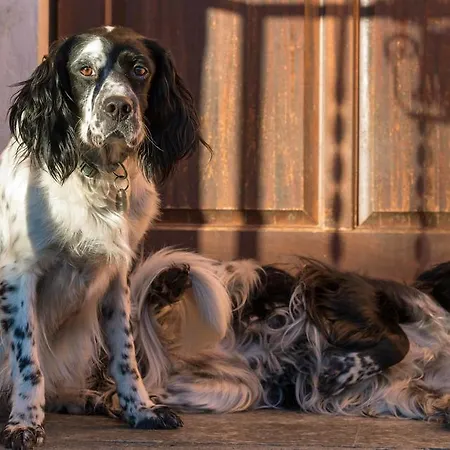 21 3* كانوبيو