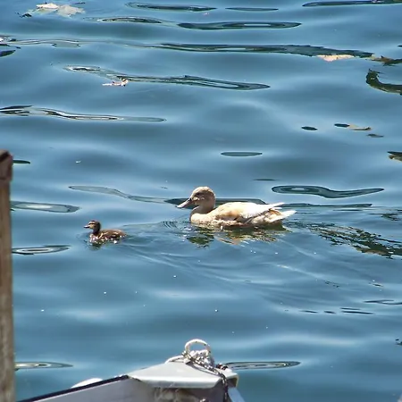 21 3* كانوبيو